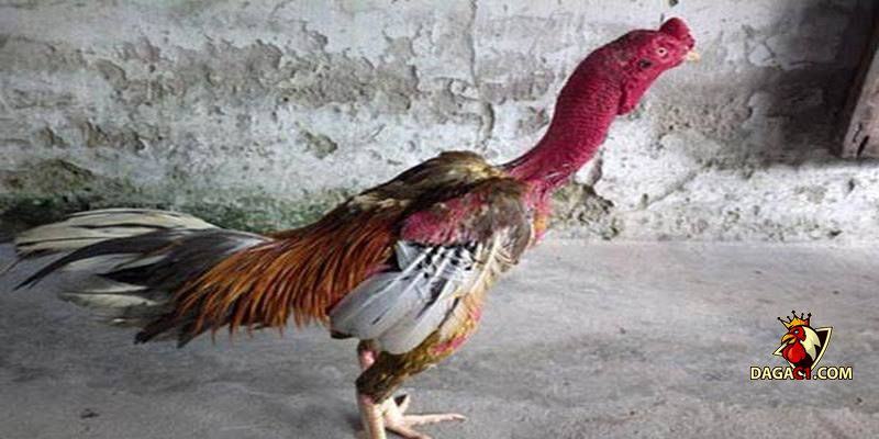 Gà chọi Bình Định