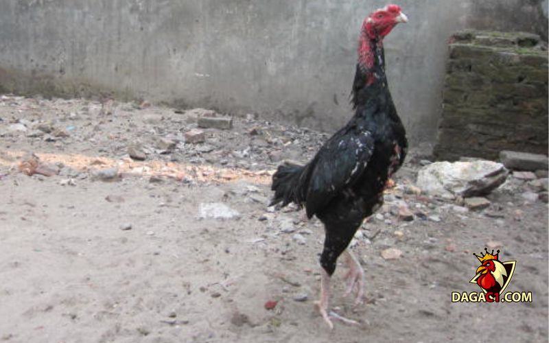 Gà chọi Bình Định chiến