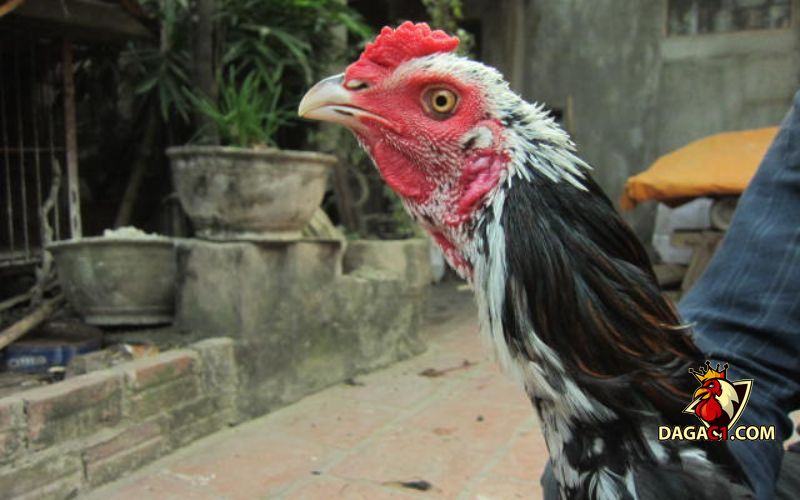 Gà chọi Bình Định chiến