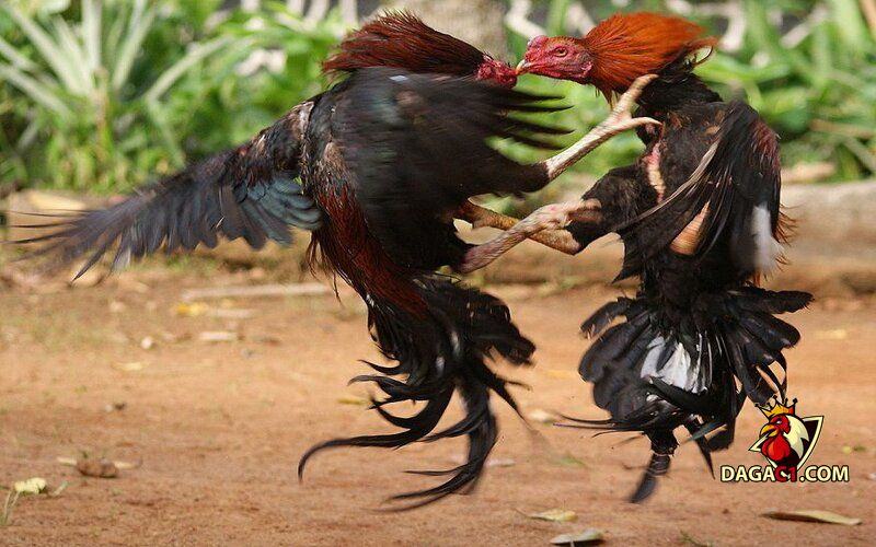 gà chọi đòn độc