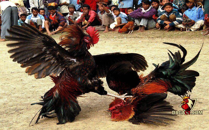 gà chọi đòn độc