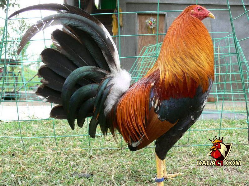 Gà chọi Mỹ