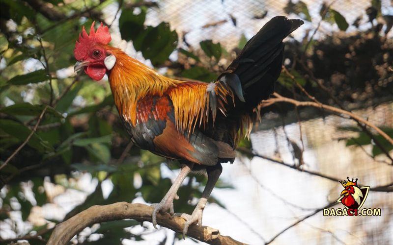 Gà chọi tía chân xanh
