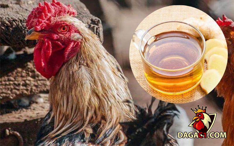 Gà khò khè cho uống thuốc gì