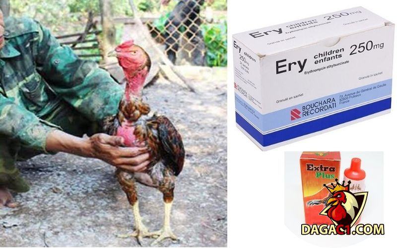 Gà khò khè cho uống thuốc gì