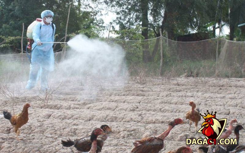 Gà khò khè cho uống thuốc gì