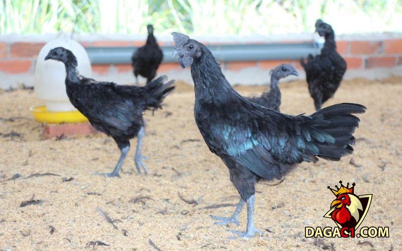 Gà mặt quỷ