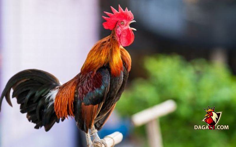 gà ngũ sắc chân xanh
