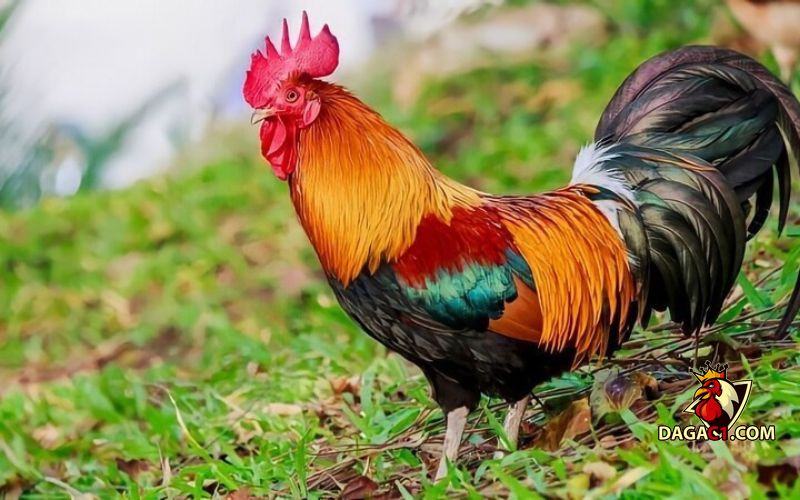 gà ngũ sắc chân xanh