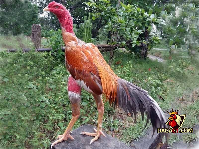 Gà phu là gì