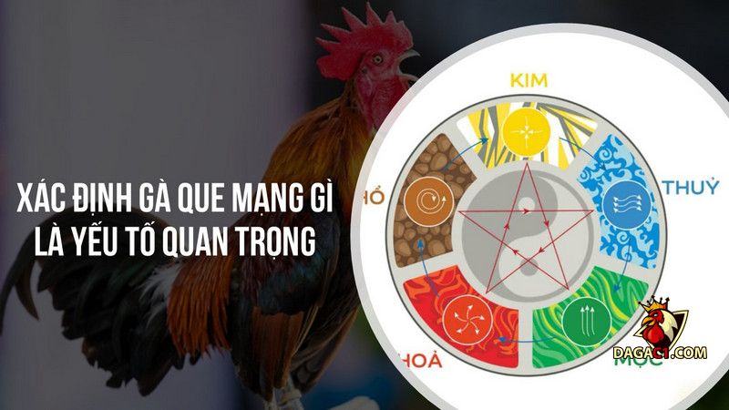 gà que mạng gì