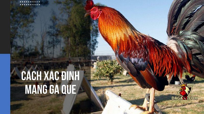 gà que mạng gì