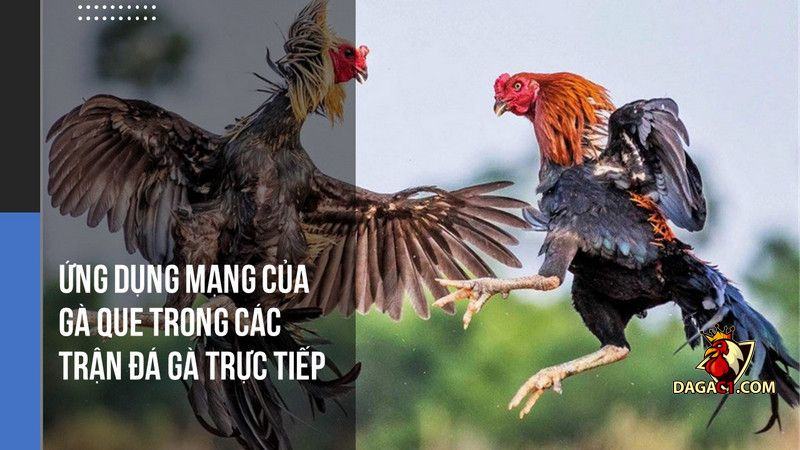 gà que mạng gì