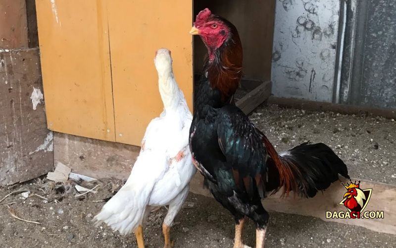 Gà Shamo