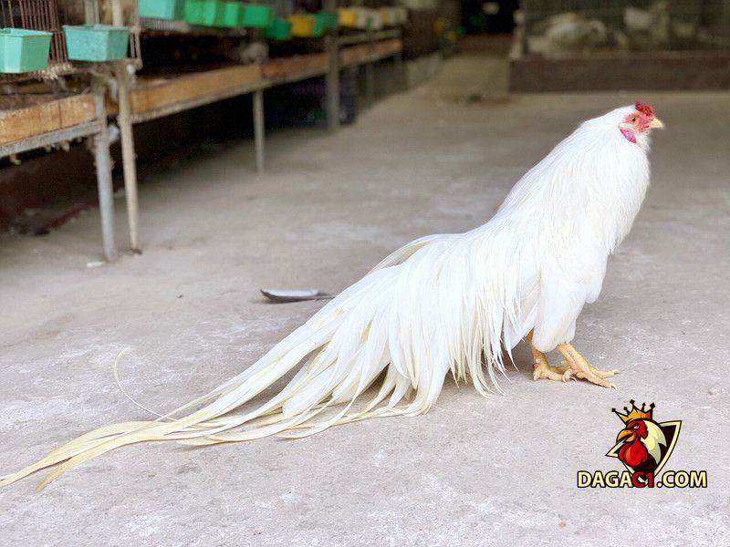 Gà Tân Châu đẹp