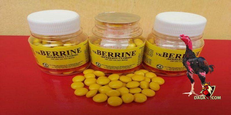 gà uống nước liên tục