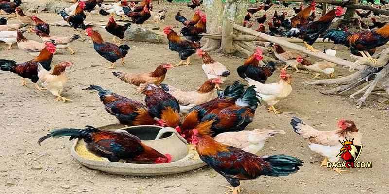 gà uống nước liên tục