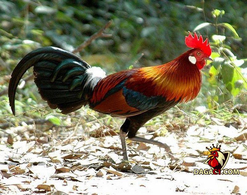 giống gà chọi thuần chủng