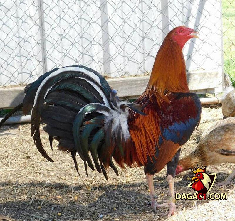 giống gà chọi thuần chủng