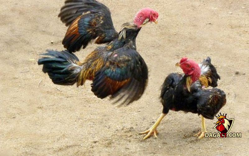 hàng độ gà chọi