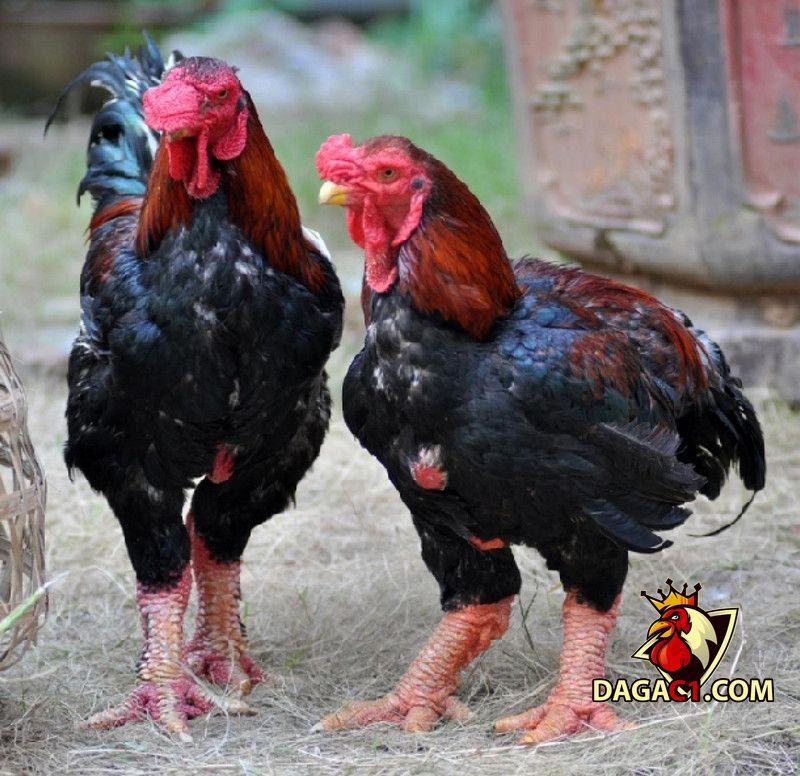 Kỹ thuật nuôi gà Đông Tảo