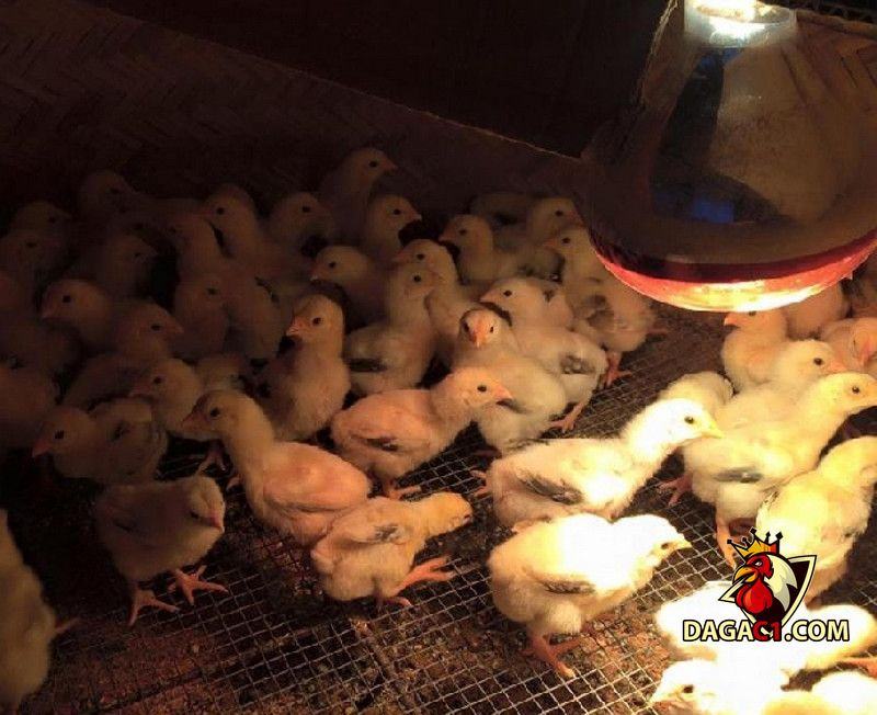 Kỹ thuật nuôi gà Đông Tảo