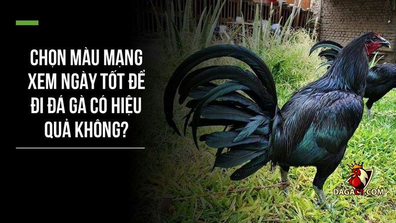 Màu mạng xem ngày tốt để đi đá gà