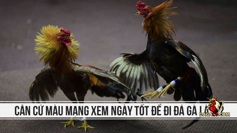 Màu mạng xem ngày tốt để đi đá gà