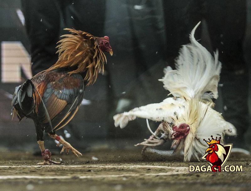 mẹo đá gà cựa dao