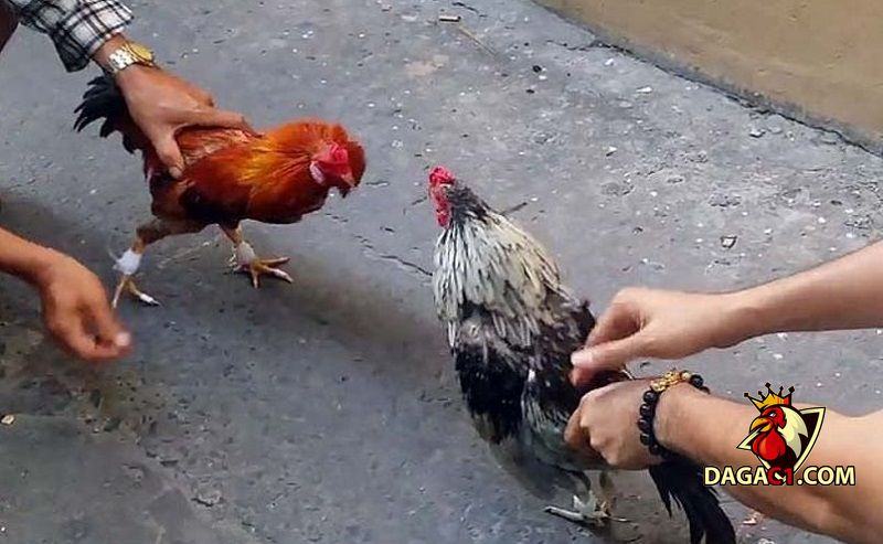 những trận đá gà siêu kinh điển