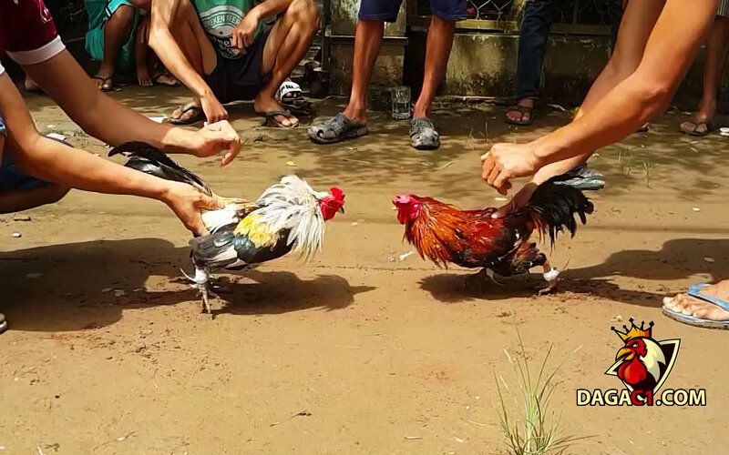 những trận đá gà siêu kinh điển