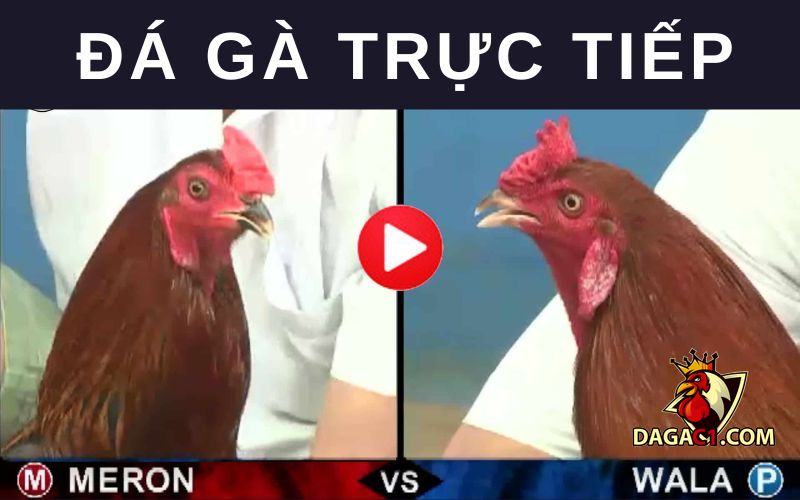 Những trận gà đỉnh cao