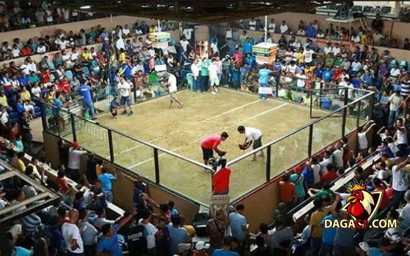 những trận gà hay nhất ở Thomo