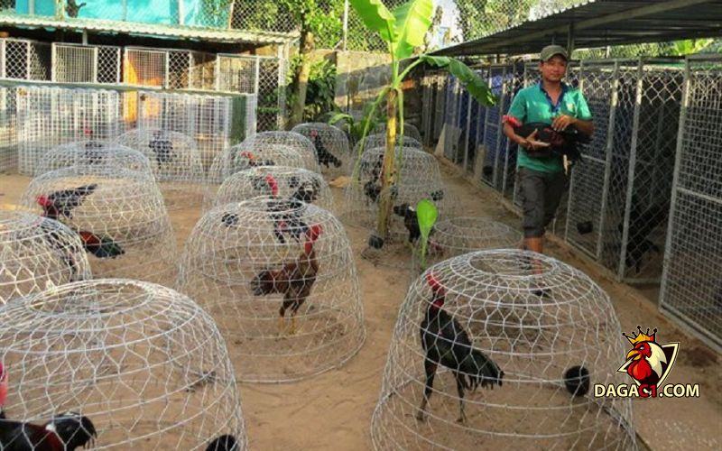 Trại gà Mỹ Đồng Nai mới nhất
