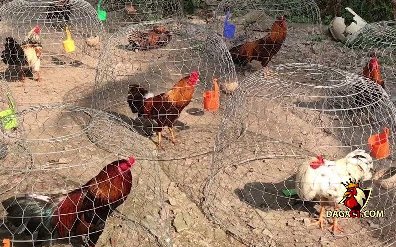 Trại gà Mỹ Đồng Nai mới nhất
