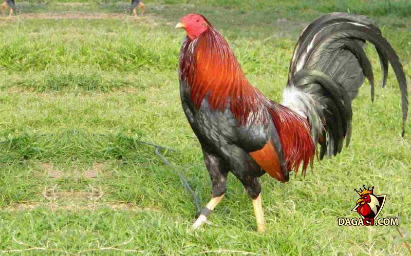 Trại gà Mỹ Đồng Nai mới nhất