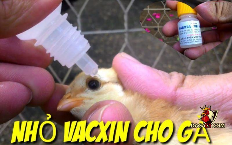 vacxin Lasota chịu nhiệt có tác dụng gì
