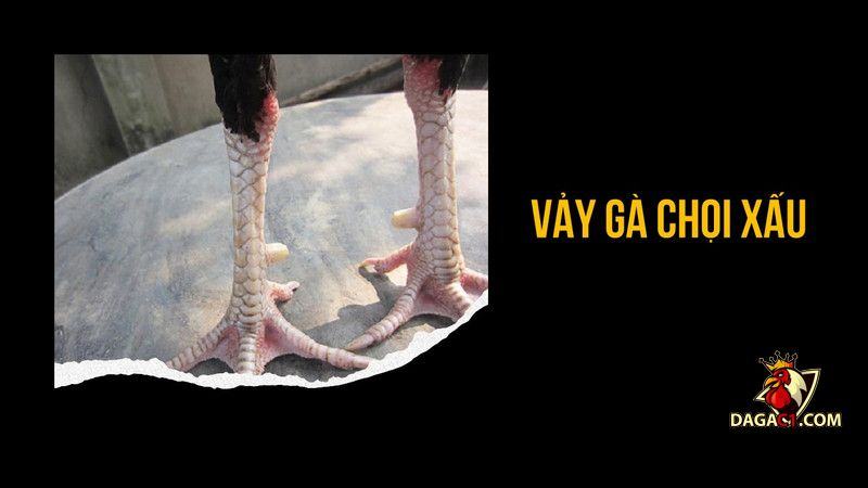 vảy gà chọi xấu