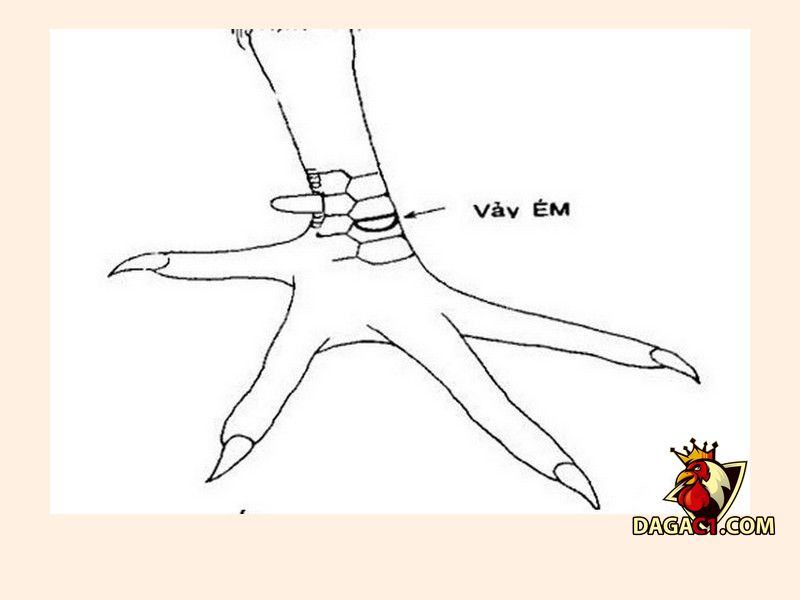 vảy gà chọi xấu