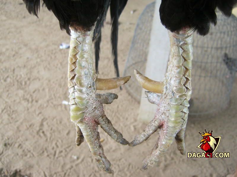 xem cựa gà đá