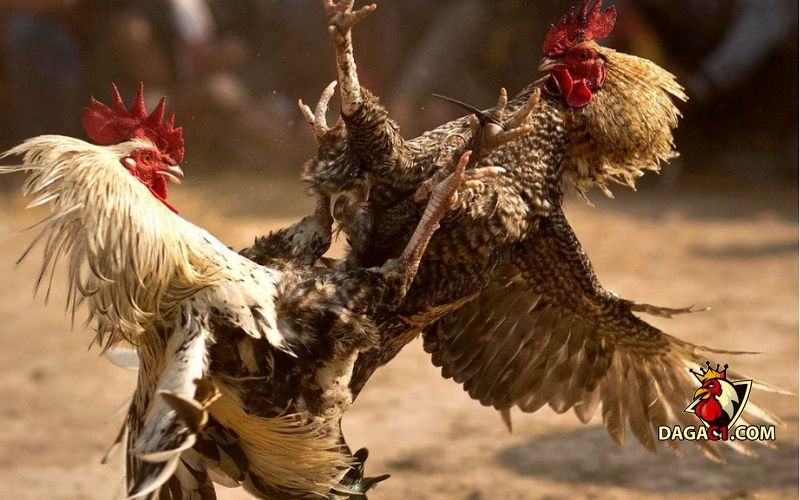 Xem đá gà đòn những đòn chết gà