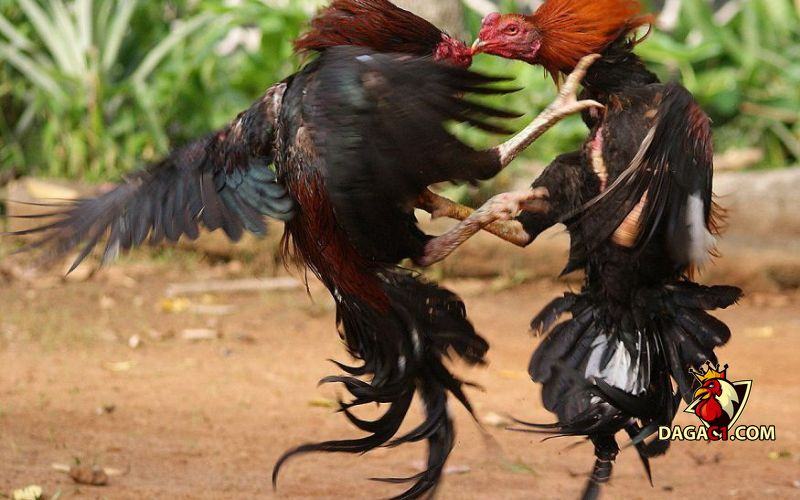 Xem đá gà đòn những đòn chết gà