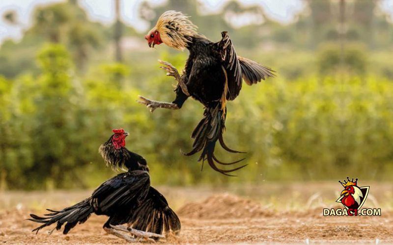 Xem ngày đá gà chiến kê ra trận