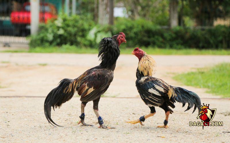 Xem ngày đá gà chiến kê ra trận