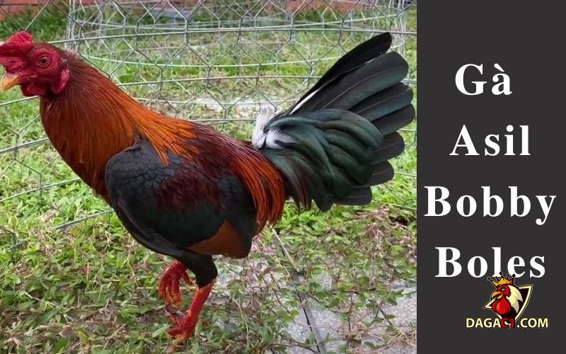 gà Asil Bobby Boles