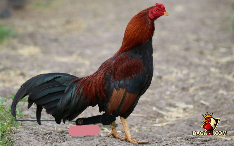 gà Asil Bobby Boles