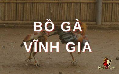 Bồ gà Vĩnh Gia