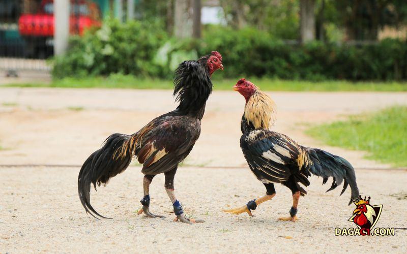 các giống gà đá ở Việt Nam