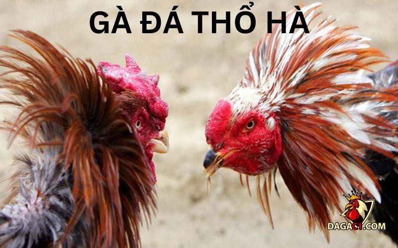 các giống gà đá ở Việt Nam
