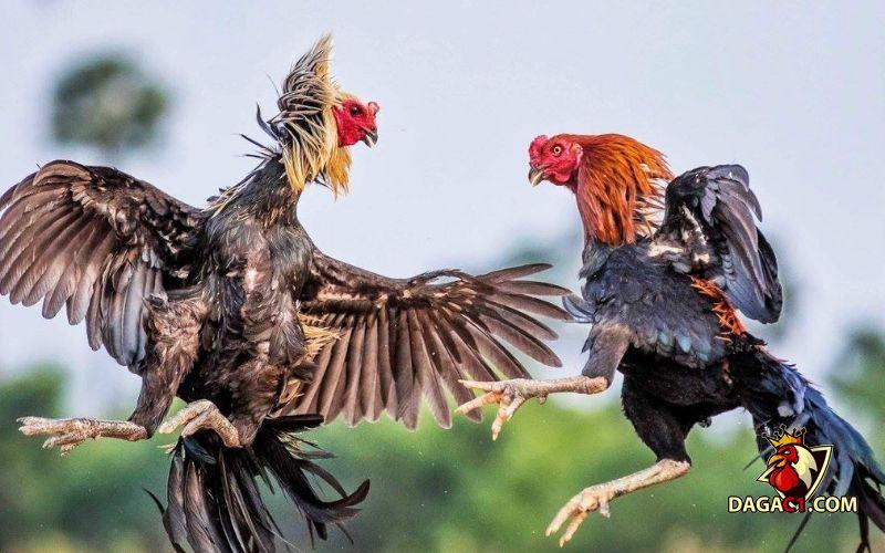 các giống gà đá ở Việt Nam